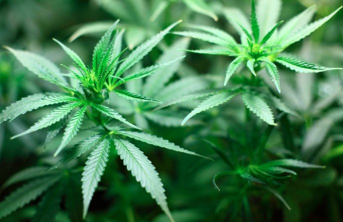 Cannabis Legalization on 2024 Ballot