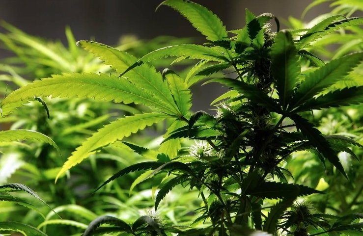 Humble Fume, a major cannabis distributor in Canada, seeks creditor protection