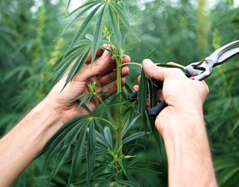 Wisconsin Moves Towards Cannabis