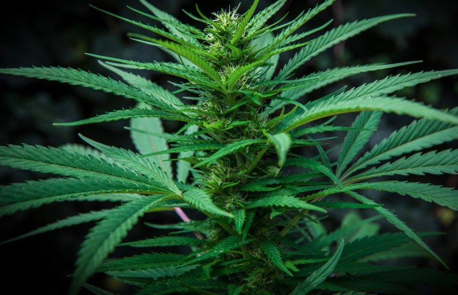 Wisconsin Republicans to Introduce Medical Marijuana Bill in January