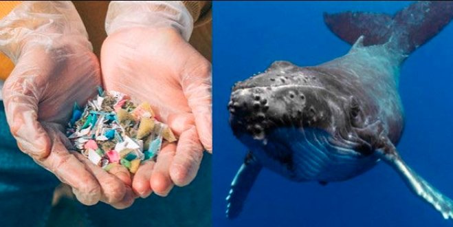 plastic pollution in the oceans