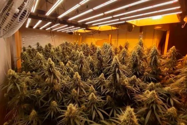 Cannabis Grower Accuses Police of Lying and Destroying Evidence