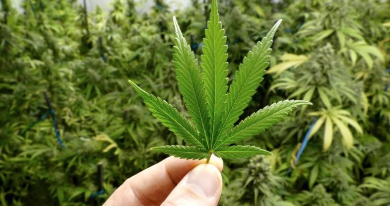 Cannabis Market Booms