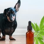 Cannabis for Canine Health