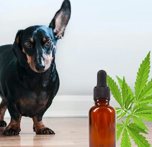 How Cannabis Could Be a Lifesaver for Dogs with Autoimmune Skin Disease