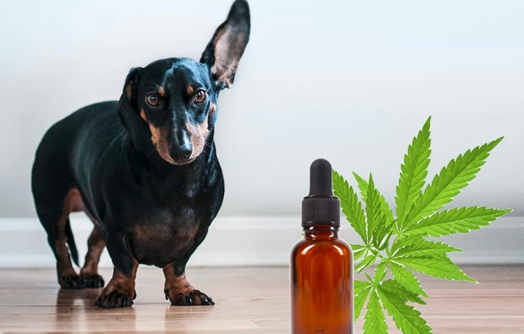 Cannabis for Canine Health