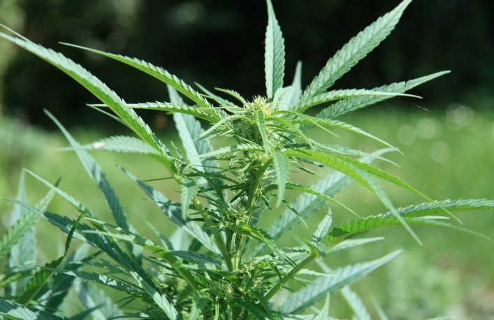 Choice On Marijuana Legalization
