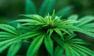 LEEF and Lifted Organics Partner Up to Launch a Joint Cannabis Nursery