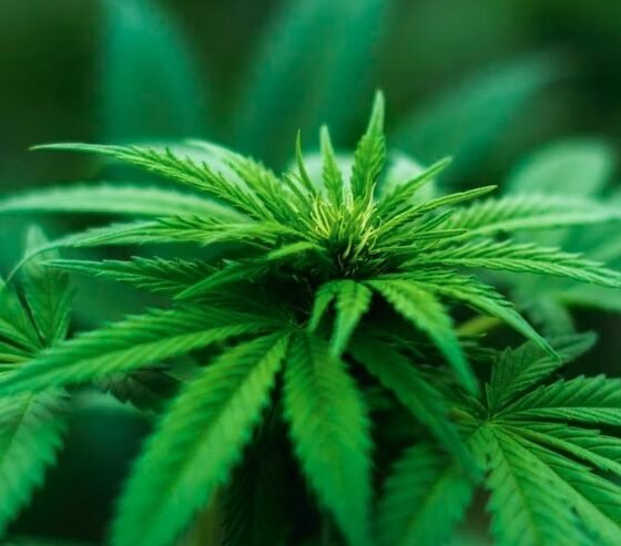 LEEF and Lifted Organics Partner Up to Launch a Joint Cannabis Nursery