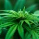 LEEF and Lifted Organics Partner Up to Launch a Joint Cannabis Nursery
