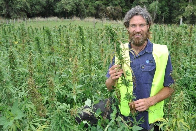 New Zealand’s Cannabis Genetics to Enter Global Market via Canadian Nursery