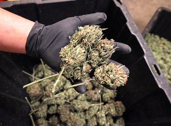 Oregon Cannabis Industry Faces