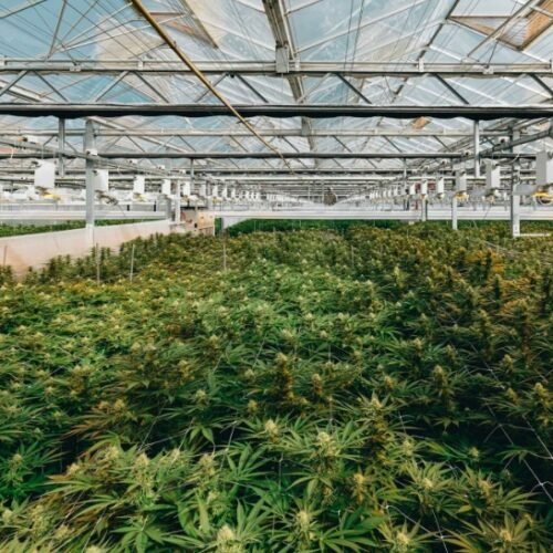 A Budding Future: Biortica Agrimed’s ASX Listing Through BOD Acquisition