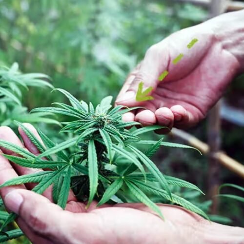Navigating the New Terrain: CBD Dosage Guidelines Unveiled