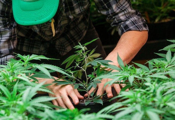 California law enforcement cannabis amendment