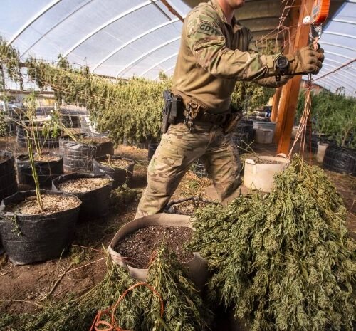 Revisiting Cannabis Laws: California’s Debate on Workplace Fairness