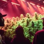 Canadian Cannabis Community Events