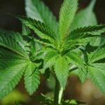 Canadian cannabis legislation review