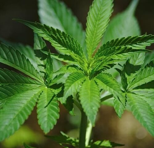 Canada’s Cannabis Act: A Comprehensive Review and Path Forward