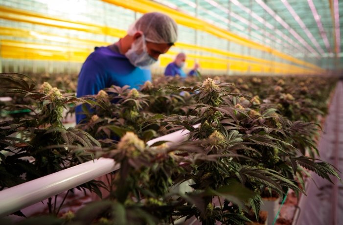 Canadian cannabis market shift