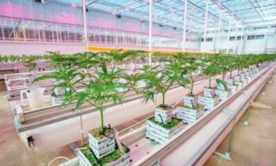 Cann Group’s Strategic Boost: $15M Investment from New York Firm