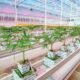Cann Group’s Strategic Boost: $15M Investment from New York Firm