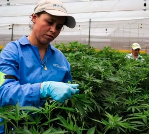 How Cannabis Companies Are Making a Positive Impact with Corporate Social Responsibility