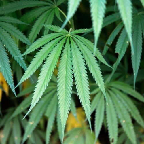 Cannabis Dispensaries Reach Majority of US Population, Pew Research Finds