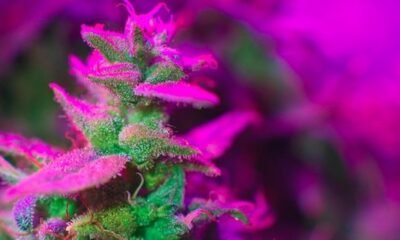 Cannabis Industry Mourns the Loss of Anthony Macherone, a Pioneer in Cannabis Testing and Analysis