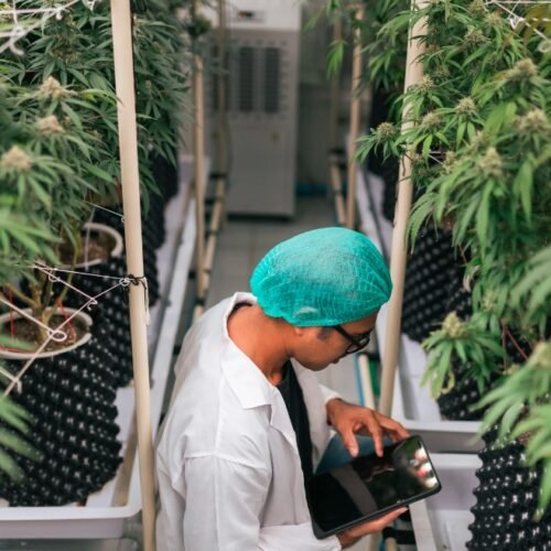 Cannabis Industry Offers Diverse Job Opportunities in Canada