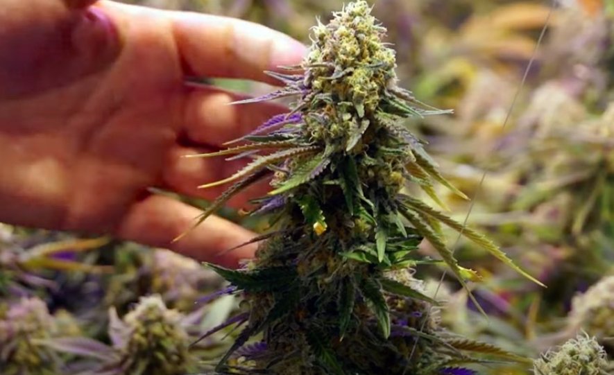 Cannabis plants in full bloom