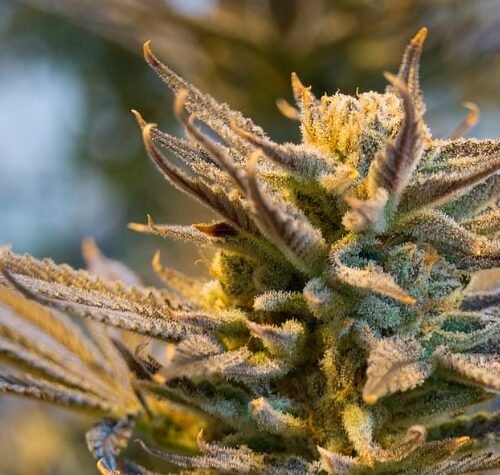 How Women are Shaping the Future of Cannabis in Canada