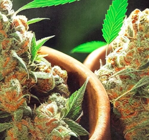Hawaii’s Path to Cannabis Legalization: A Legislative Blueprint