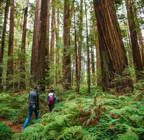 Humboldt County Voters Say No to Cannabis Cultivation Restrictions