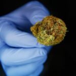 Idaho Lawmaker’s Attempt to Punish Marijuana