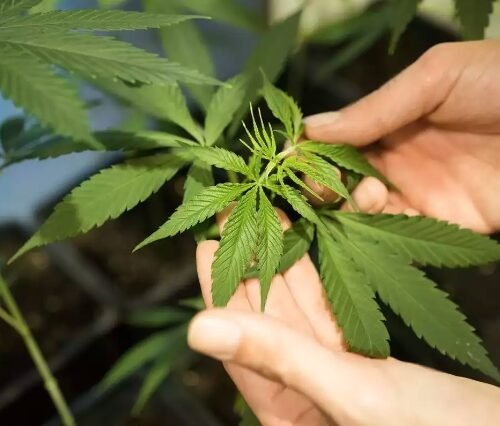 Hawaii House Passes Bill to Clear Some Criminal Records, Including Cannabis Possession
