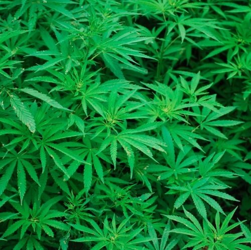 Kansas Embarks on a Cautious Journey Towards Medical Cannabis
