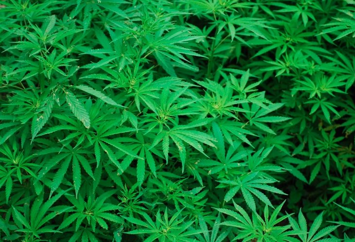 Kansas Senate Bill medical cannabis