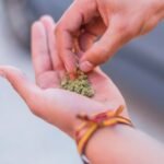 Legal Cannabis