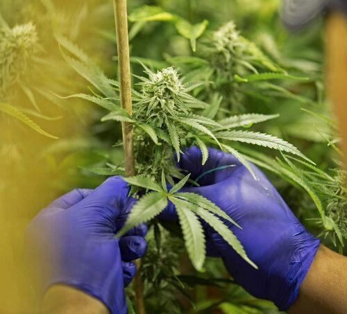 Legal cannabis industry seeks relief from federal government