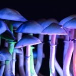 Maryland House psychedelics research