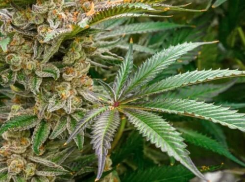 Maryland’s Inclusive Path Forward: Social Equity Lottery for Cannabis Licenses