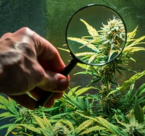A Cautionary Tale: Michigan Processor’s License Revoked for Unregulated Cannabis