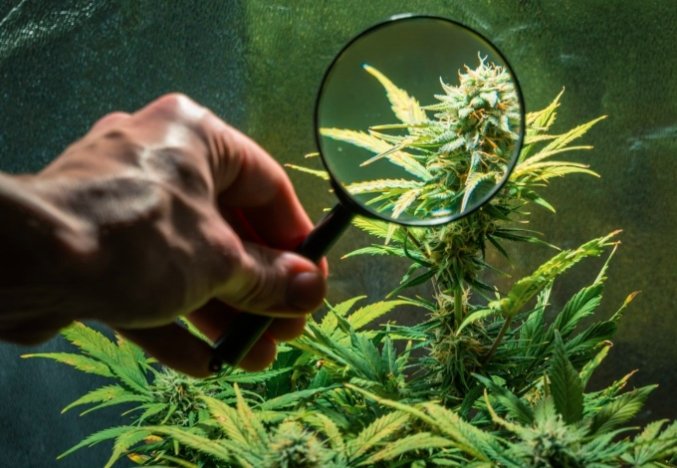 Michigan Cannabis Regulatory Action