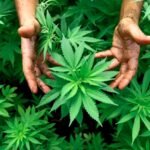 NSW cannabis