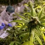 New Brunswick cannabis legislative changes
