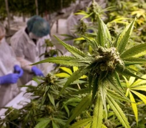 New Brunswick’s Legislative Leap: Striving for Safer Cannabis Sales