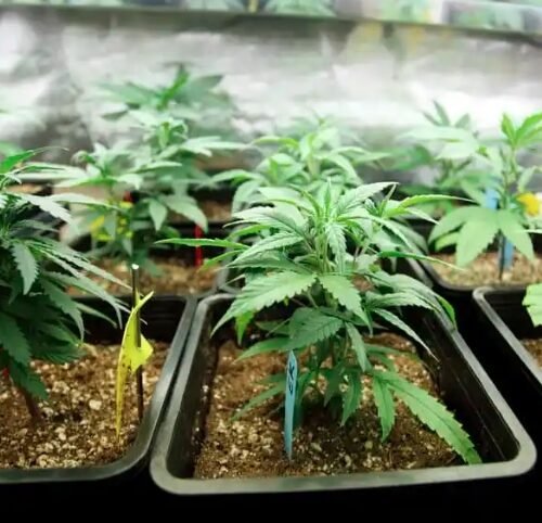 New Hampshire House Approves Medical Cannabis Expansion Bills