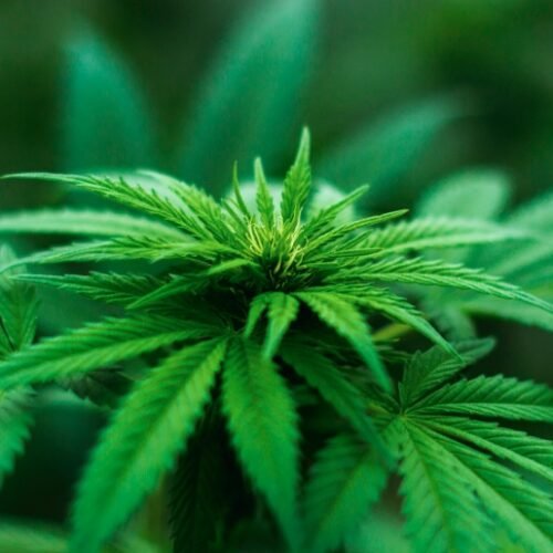 New Mexico’s Cannabis Boom: How the State Reached $1 Billion in Sales