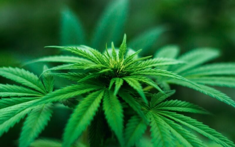 New Mexico’s Cannabis Boom